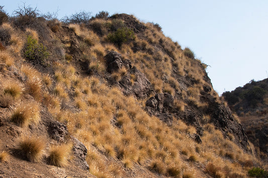 Hiking Shorts Lookbook